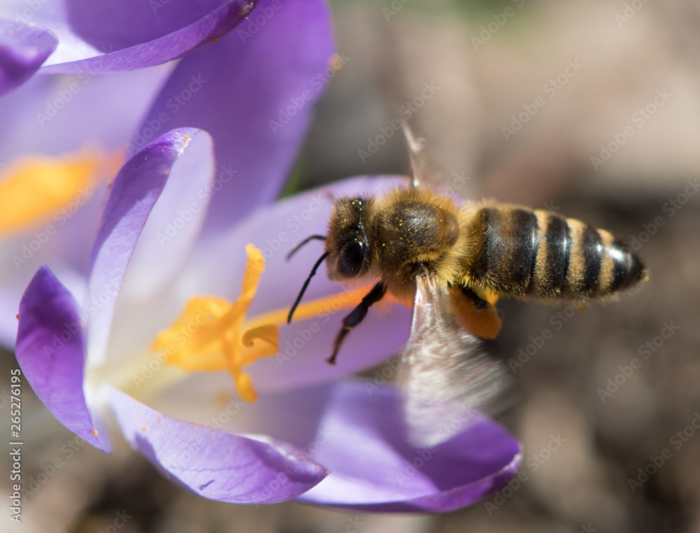 Biene auf violetter Blüte - Makroaufnahme Biene auf violetter Blüte - Makroaufnahme