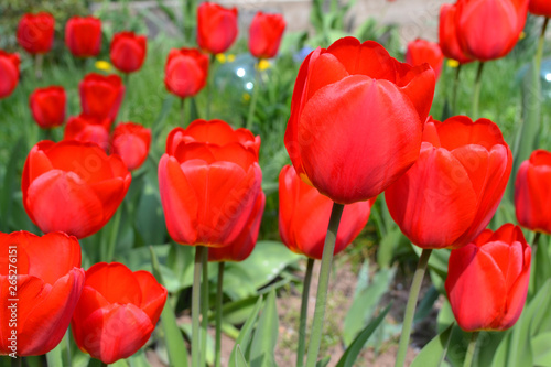 Fresh red tulip flowers in the garden in sunny day