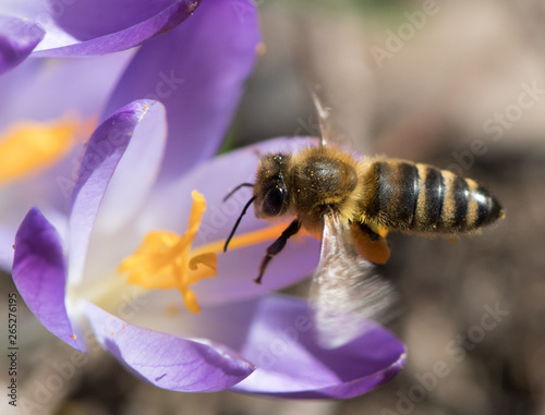 Biene auf violetter Blüte - Makroaufnahme © natros
