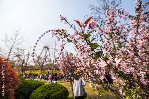 Sakura blossom in Chinese park.