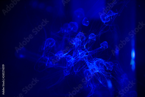 jellyfish