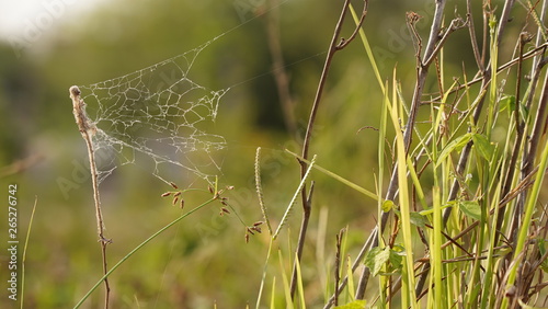 dew on grass