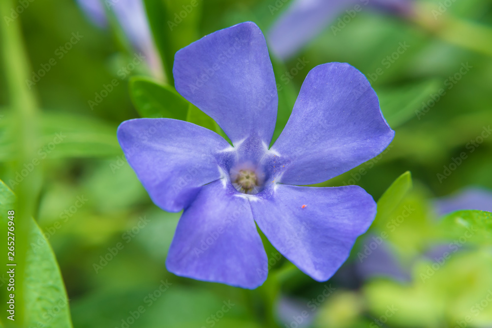 Periwinkle plant (Vinca minor). Macro of small, delicate and bright flowers of periwinkle in sunny spring day. selective focus. Periwinkle plant (Vinca minor). Macro of small, delicate and bright flowers of periwinkle in sunny spring day. selective focus.