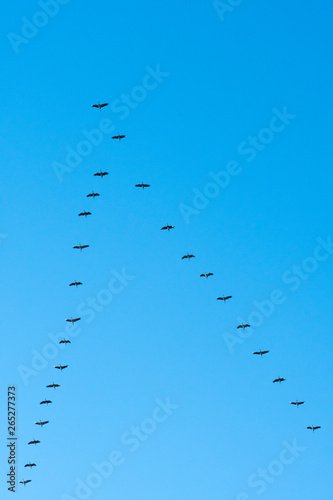 Zugvögel Kraniche Formation am blauen Himmel