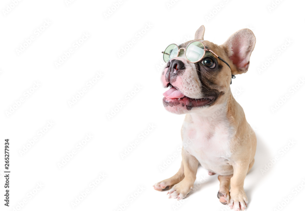 Cute french bulldog wear sunglass and smile Cute french bulldog wear sunglass and smile