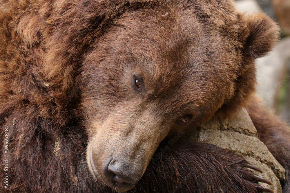 Obraz premium Detail face grizzly