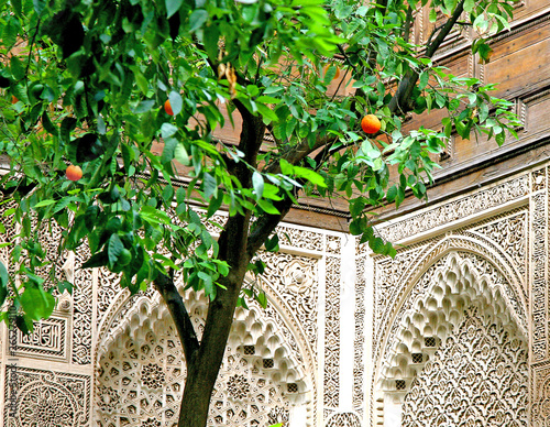 orange tree against Moroccan architecture