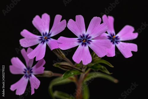 Close up of pink phlox flowers on black