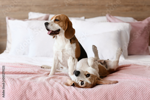 Cute dogs on bed at home © Pixel-Shot