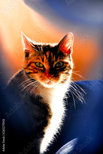 chat, animal, animal de compagnie, chaton, felidae, yeux, joli, domestique, portrait, fourrure, chat, animal de compagnie, visage, chat tigré, jeune, regardant, mammifère, animal, chat, nature, favori photo