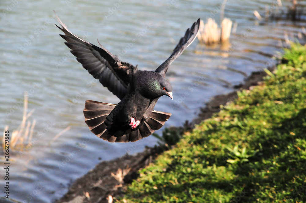 Fototapeta premium oiseau, eau, canard, animal, nature, faune, volant, lac, vol, sauvage, ailes, pigeon, oiseau, empennage, étang, goéland, anas platyrhynchos, oie, foulque, mouche, noir, bec, empennage, vert, fleuve