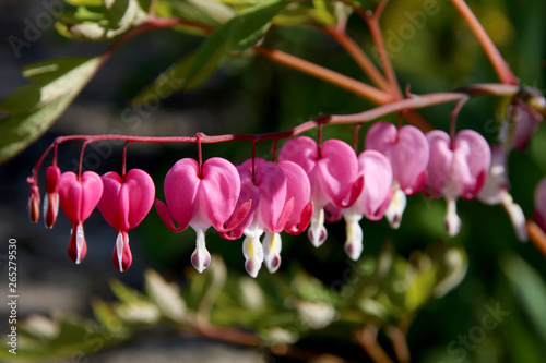 Pacific or Wild Bleeding Heart, Dicentra Formosa, flowers on stem with bokeh background, macro, selective focus, shallow DOF