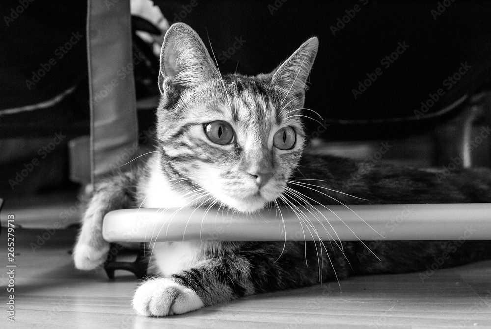 Chat Chaton Animal Animal De Compagnie Joli Felidae Yeux Fourrure Animal De Compagnie Noir Domestique Animal Chat Blanc Yeux Portrait Chat Tigre Chat Mammifere Favoris Britannique Koty Plakaty Ecowall24 Pl Chat Chaton Animal Animal De Compagnie Joli Felidae Yeux Fourrure Animal De Compagnie Noir Domestique Animal Chat Blanc Yeux Portrait Chat Tigre Chat Mammifere Favoris Britannique Koty Plakaty Ecowall24 Pl