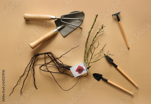 Rose seedling with tools on color background photo