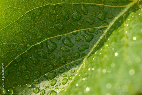 Close View Water Drops Leaf