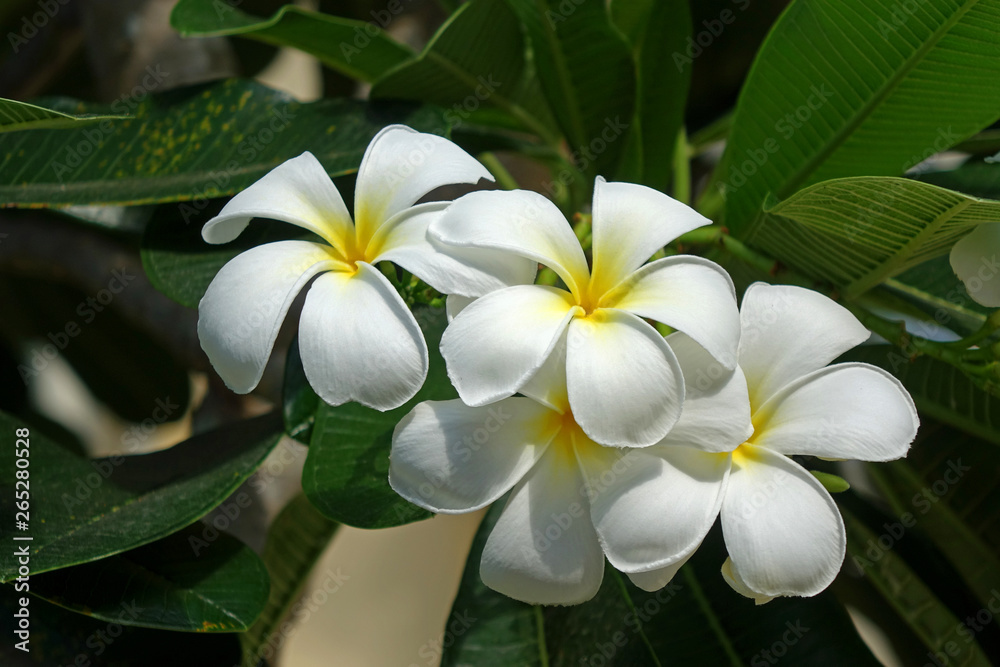 Fototapeta premium Flowers : white plumeria, white frangipani. Plumeria or Frangipani is a one of most important flowers for extracting aromatherapy essentials oils and perfume for spa products in Thailand.