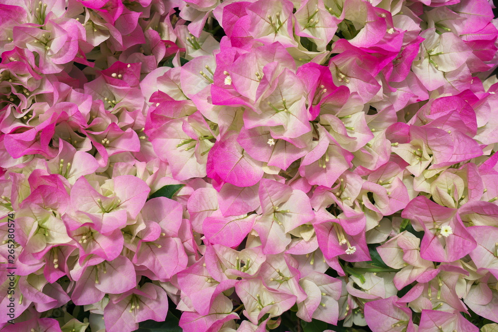 Chiba,Japan-April 28, 2019: Pink Bougainvillea in a greenhouse Chiba,Japan-April 28, 2019: Pink Bougainvillea in a greenhouse