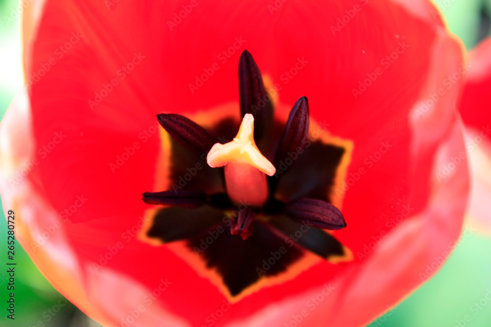 A group of red tulips in the park. Morning in the dew, Spring landscape. Close-up, blur. A group of red tulips in the park. Morning in the dew, Spring landscape. Close-up, blur.