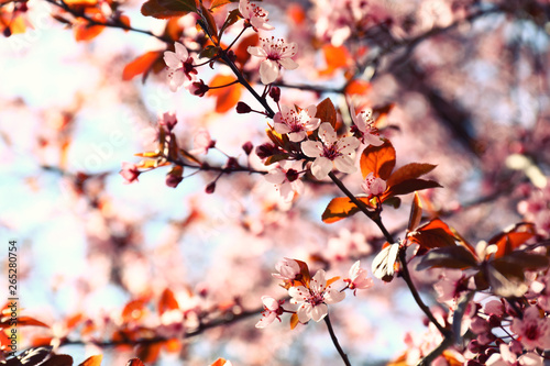 Beautiful blossoming branch on spring day © Pixel-Shot