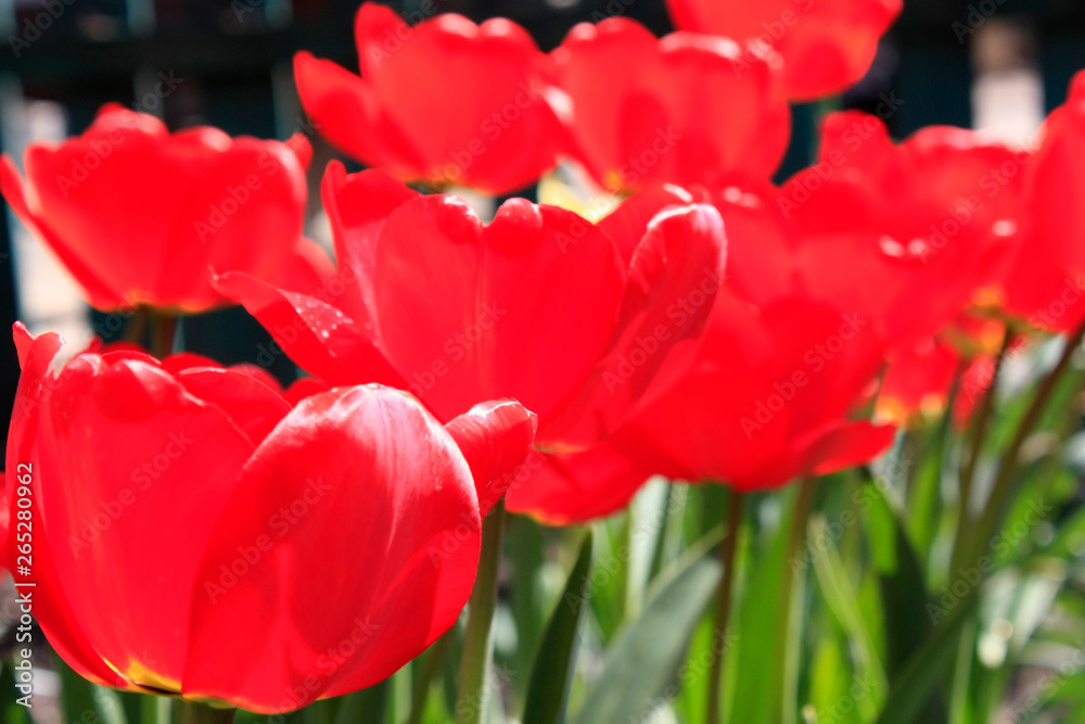 A group of red tulips in the park. Morning in the dew, Spring landscape. Close-up, blur. A group of red tulips in the park. Morning in the dew, Spring landscape. Close-up, blur.