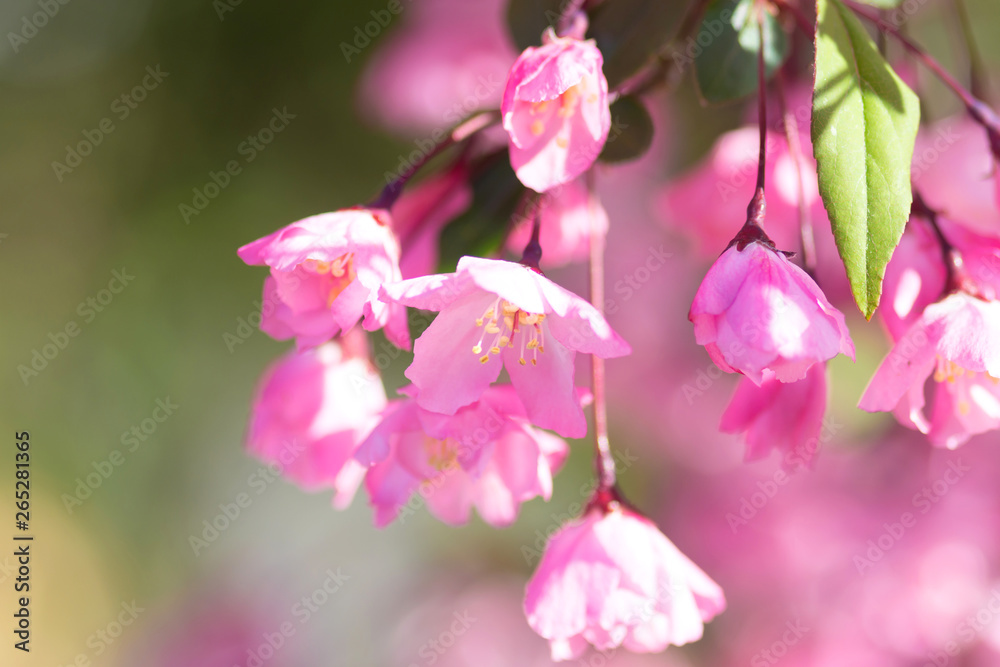 Obraz premium ハナカイドウの花