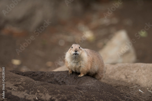 Wallpaper Mural Ogro prairie dog Torontodigital.ca