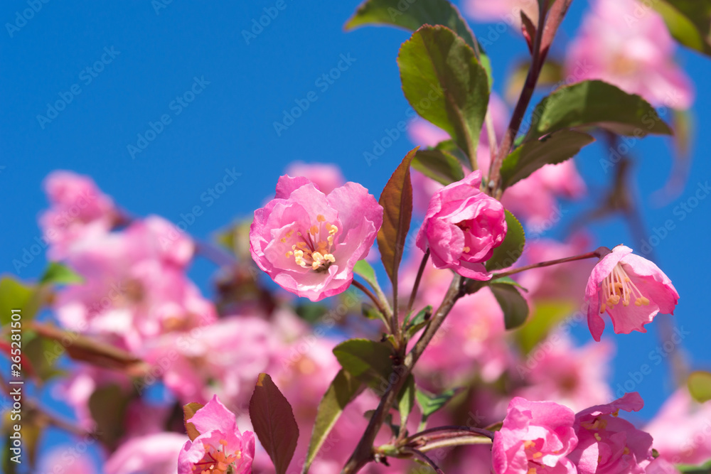 Obraz premium ハナカイドウの花