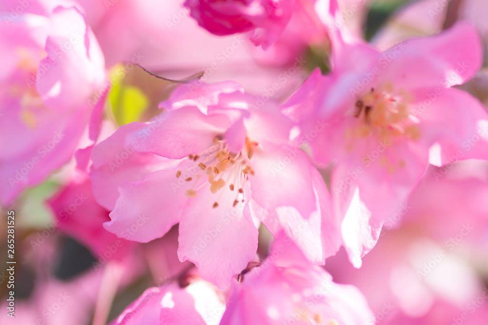 ハナカイドウの花 ハナカイドウの花