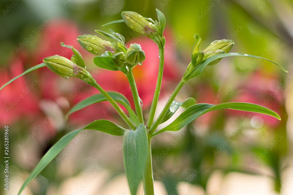 Obraz premium Alstroemeria, Lily of incas young buds spring season 