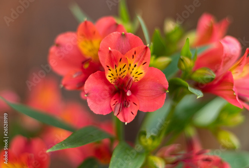 Red Alstroemeria, Lily of incas blooms blossom spring season  © Alo
