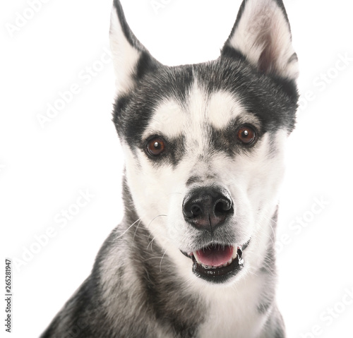 Fototapeta Naklejka Na Ścianę i Meble -  Adorable Husky dog on white background