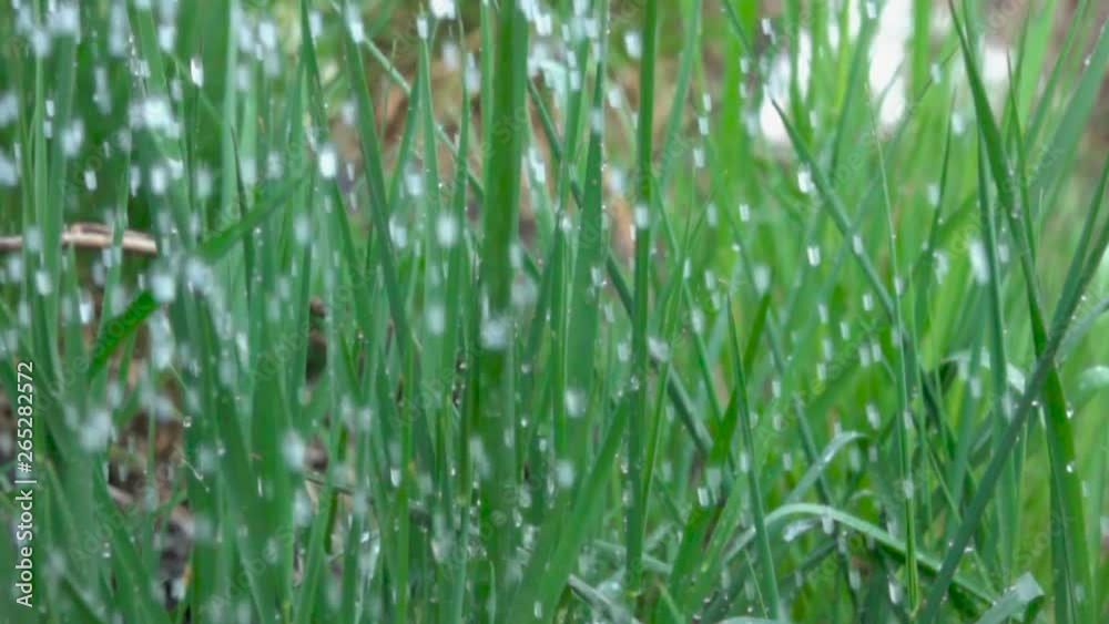 Rain water drops falling over green grass. Water rain drop with fresh green leaf for nature. Closeup. Slow motion. Water drops falling on green leaves. Close up. Drops of on the grass. Rain water drops falling over green grass. Water rain drop with fresh green leaf for nature. Closeup. Slow motion. Water drops falling on green leaves. Close up. Drops of on the grass.