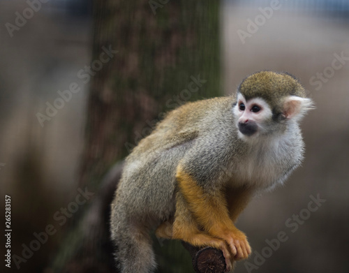 Common squirrel monkey © ISAMU