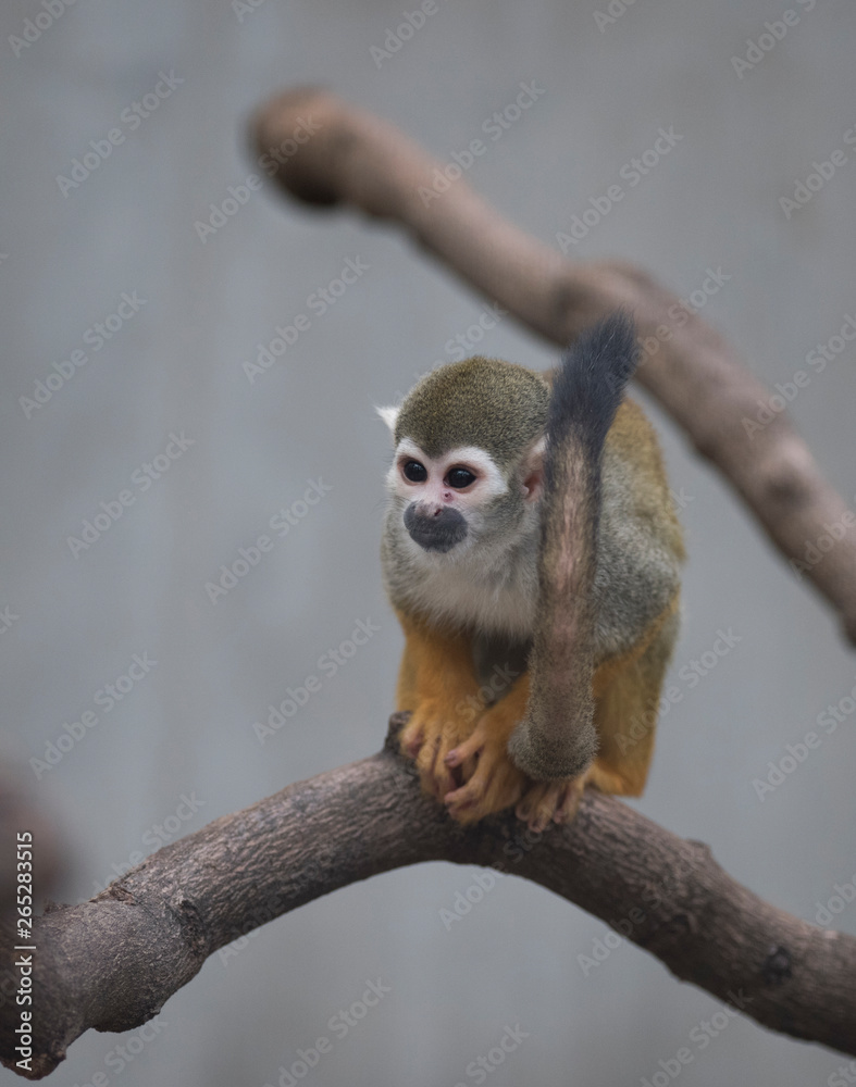 Common squirrel monkey