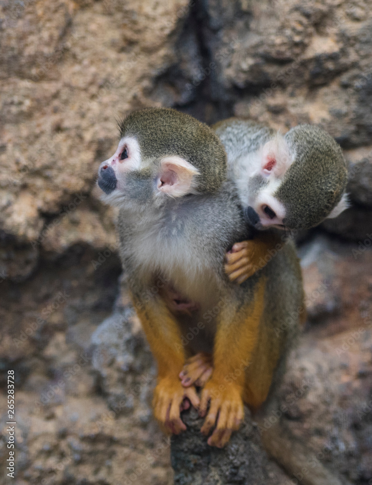 Fototapeta premium Common squirrel monkey