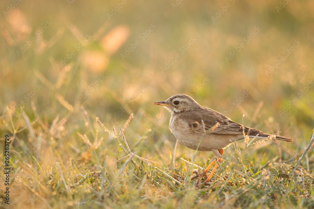Fototapeta premium Paddyfield Pipit ( Anthus rufulus ) at sunrise