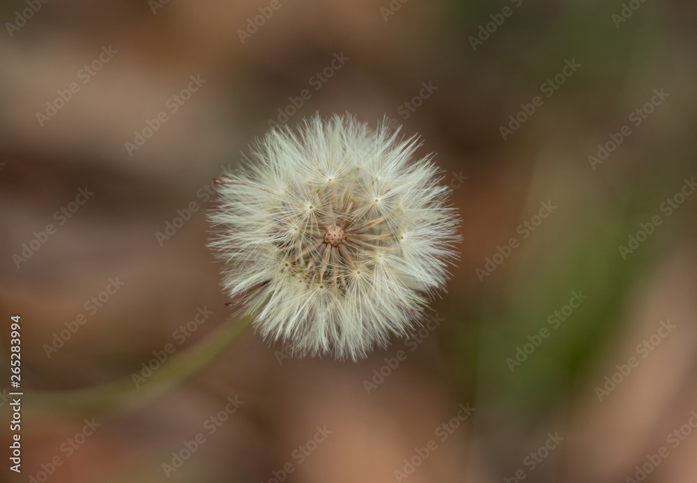 Fototapeta premium who doesn't love wild dandelions during the spring season?