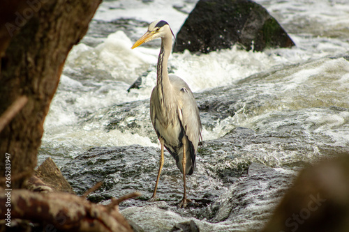 A grey heron stands perfectly still in the swirling waters of Hirst Weir hoping for some prey to swim near