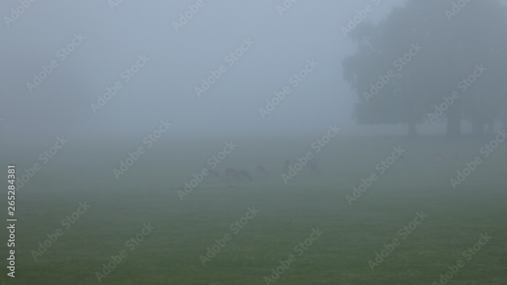 Deer in the Early Morning Misty English Springtime Meadow