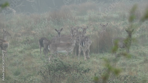 Deer Kids in the Spring Mist at Creche