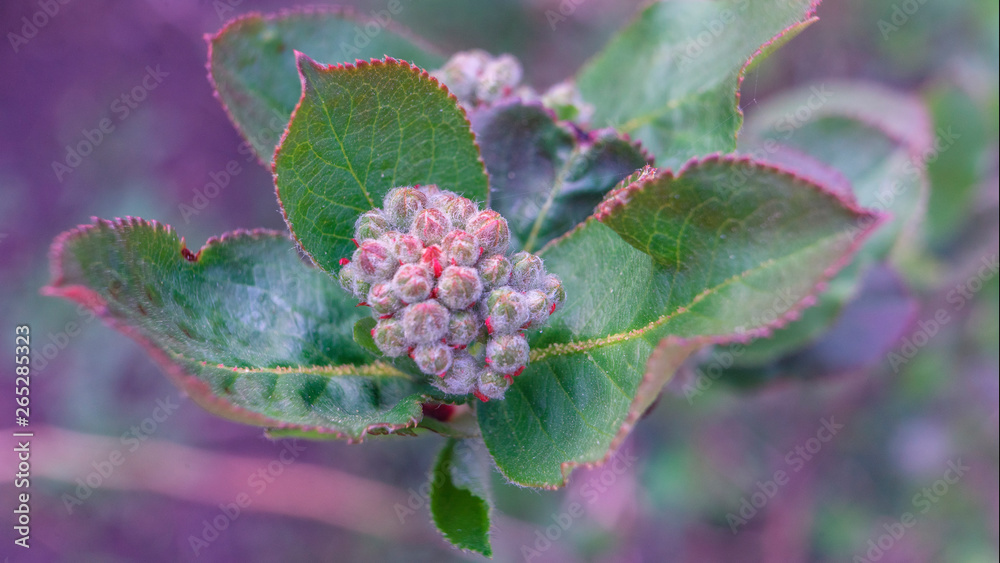 Background from young plants. View from above. Blue and purple color. Background from young plants. View from above. Blue and purple color.