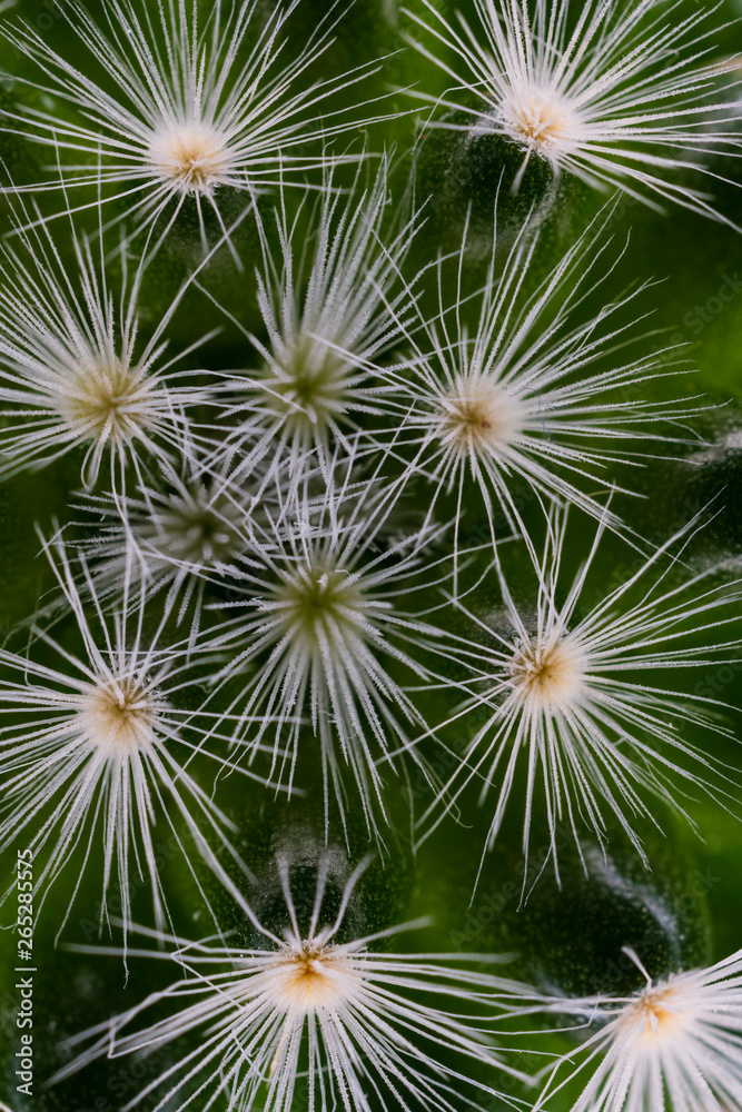 cactus flower top view closeup cactus flower top view closeup