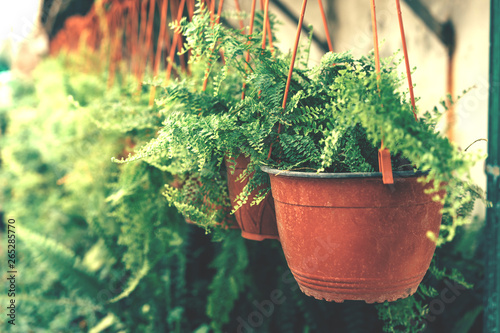 Many pots with ferns in the greenhouse. photo