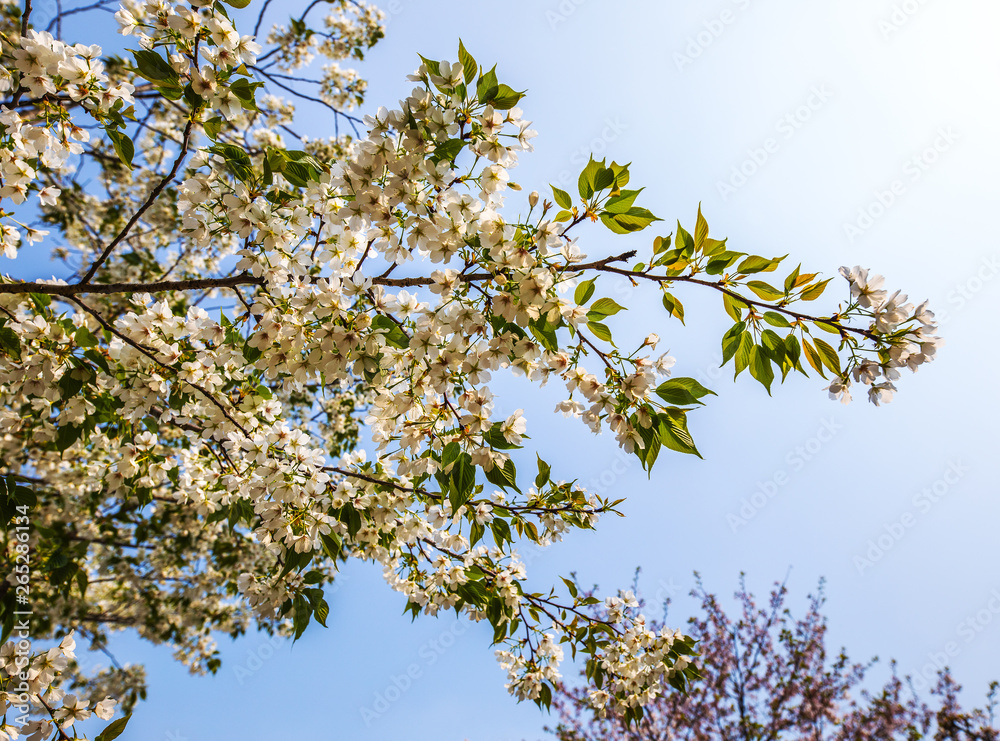 Sakura blossom in Chinese park. Sakura blossom in Chinese park.