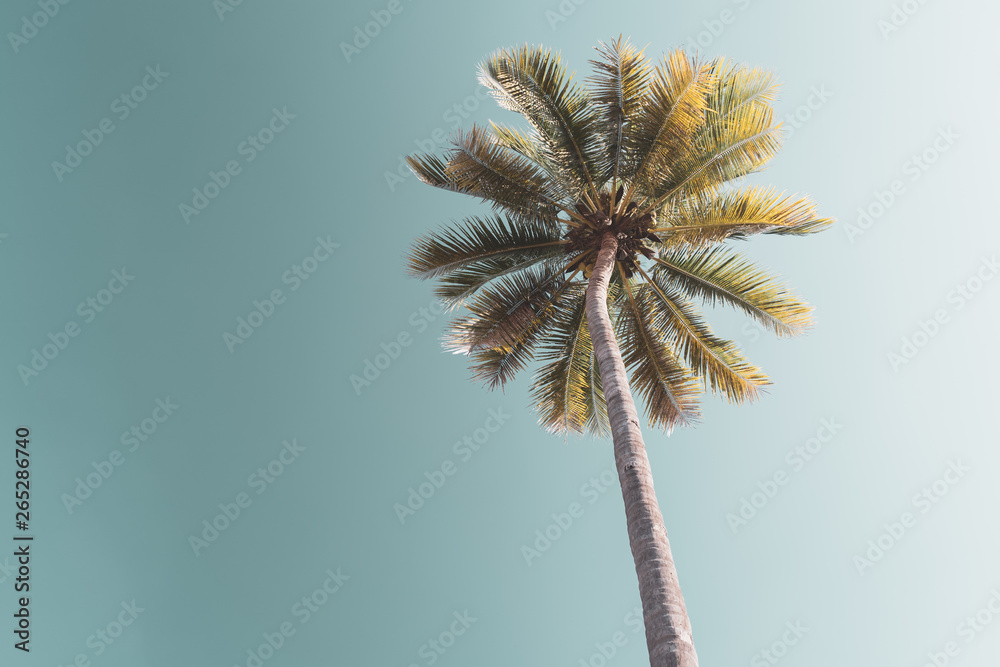Fototapeta premium Copy space of tropical palm tree with sun light on sky background.