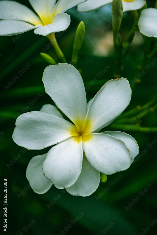 white flower on a background white flower on a background