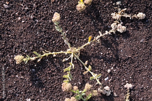 Star shaped yellow Rosita Cruckshaksia verticillata flower growing on volcanic ash in arid landscape of Atacama desert - Pan de Azucar, Chile photo