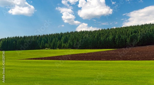 Spring green field and plowed field near the pine forest 