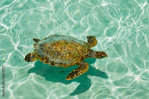Turtle on the water surface Maldives