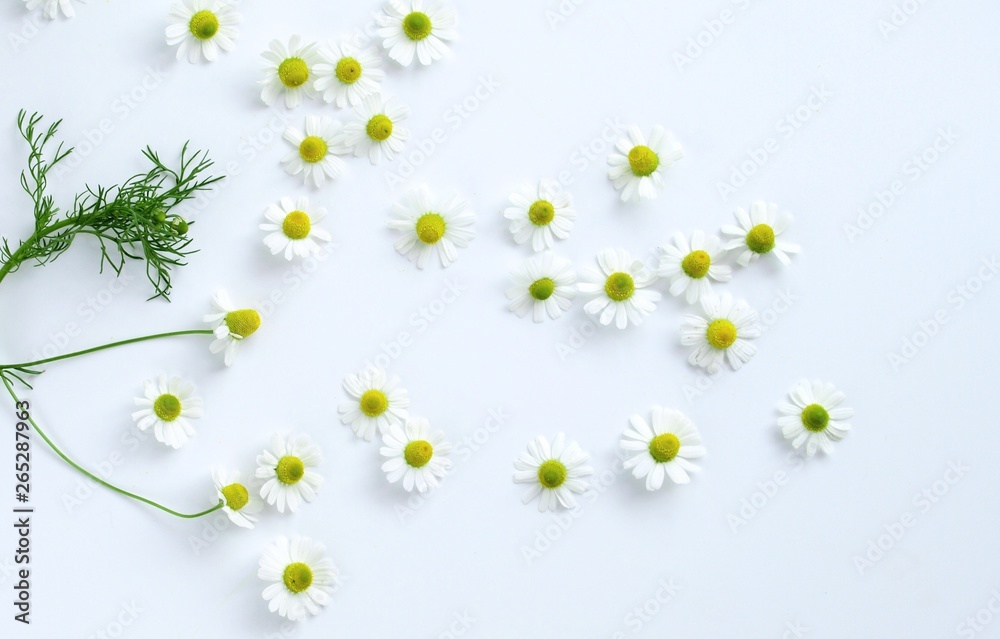 ナチュラルなカモミールの花 白背景 Stock Photo Adobe Stock